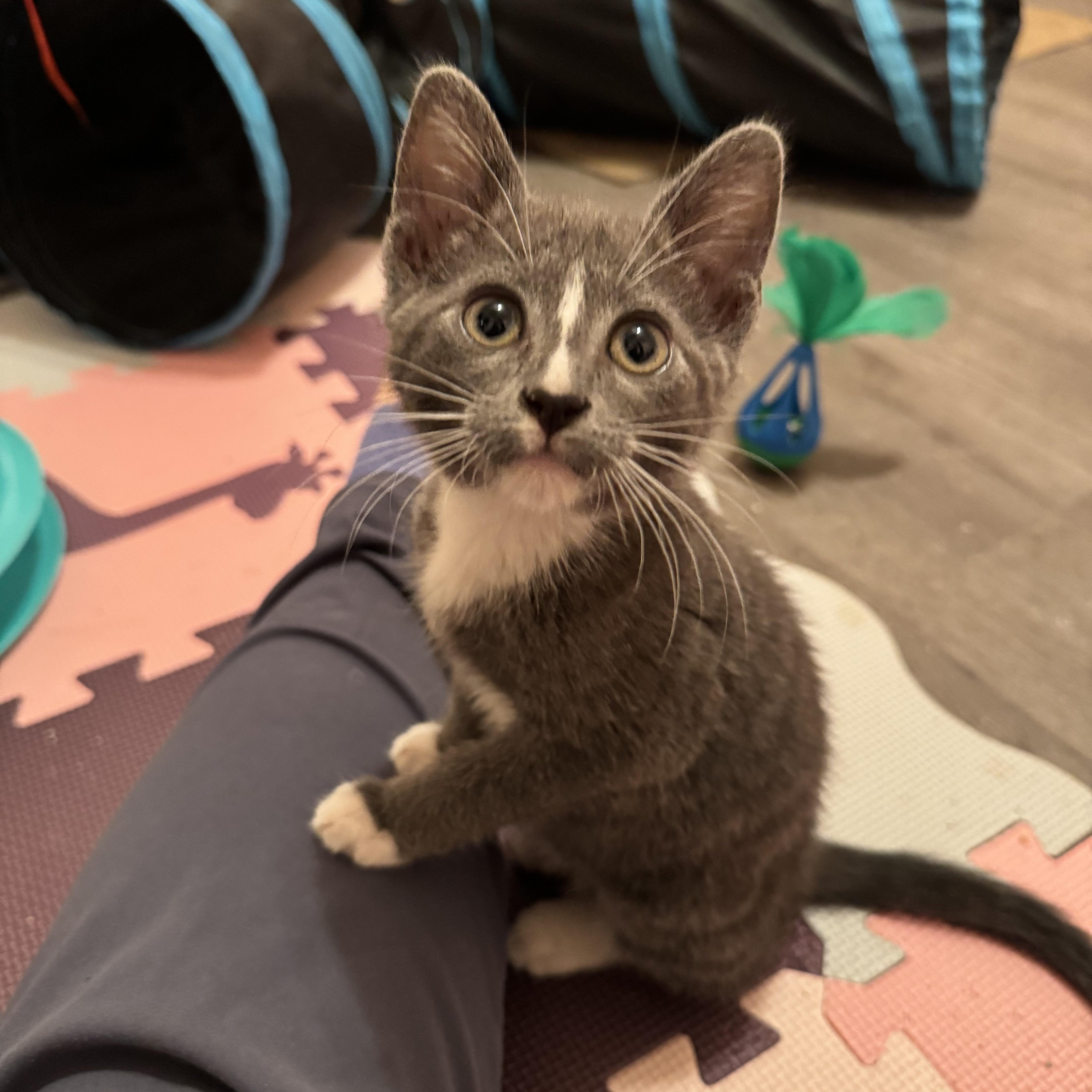 Thimble - Athens, GA, an adopted Domestic Short Hair in Athens, GA image 3/6
