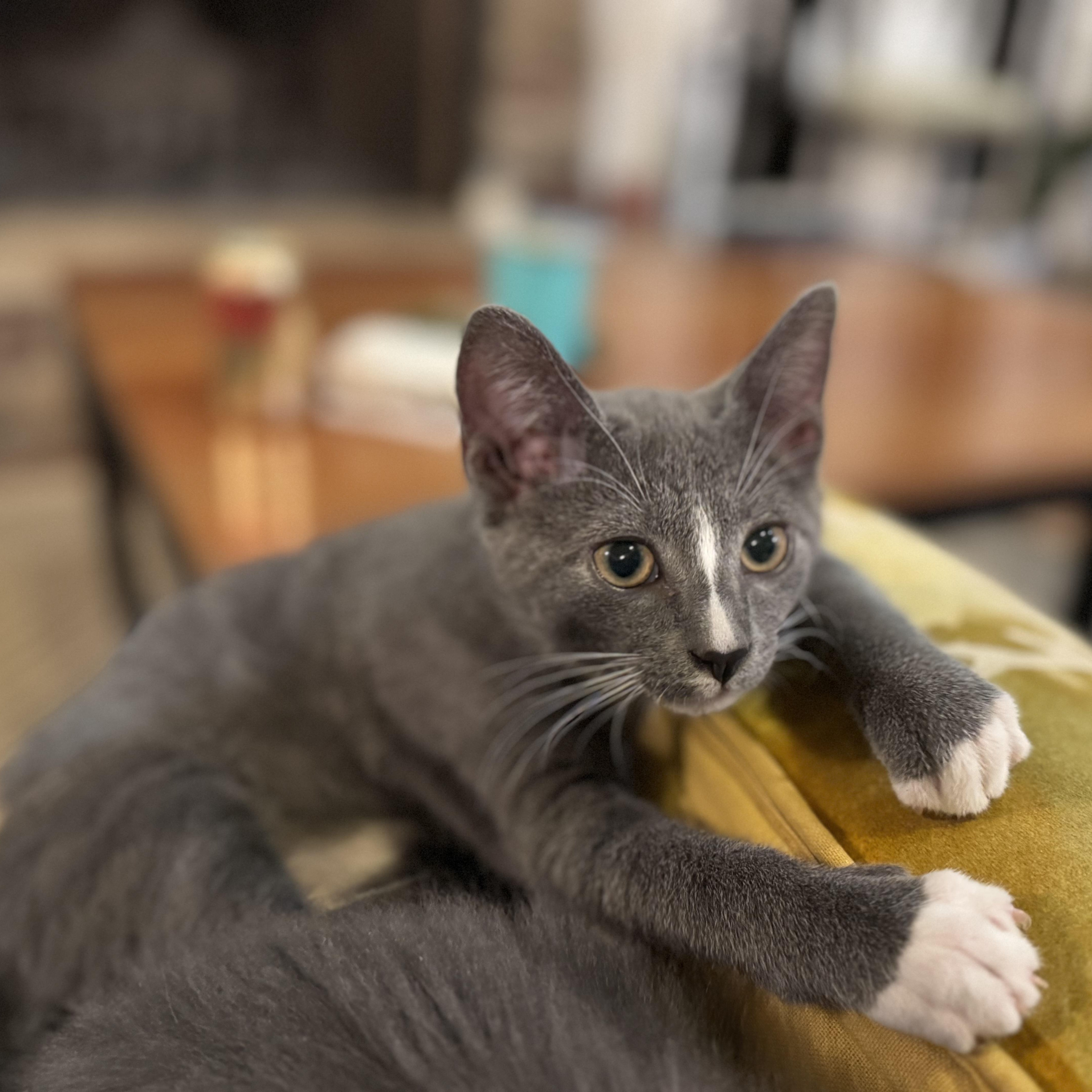 Thimble - Athens, GA, an adopted Domestic Short Hair in Athens, GA image 1/6
