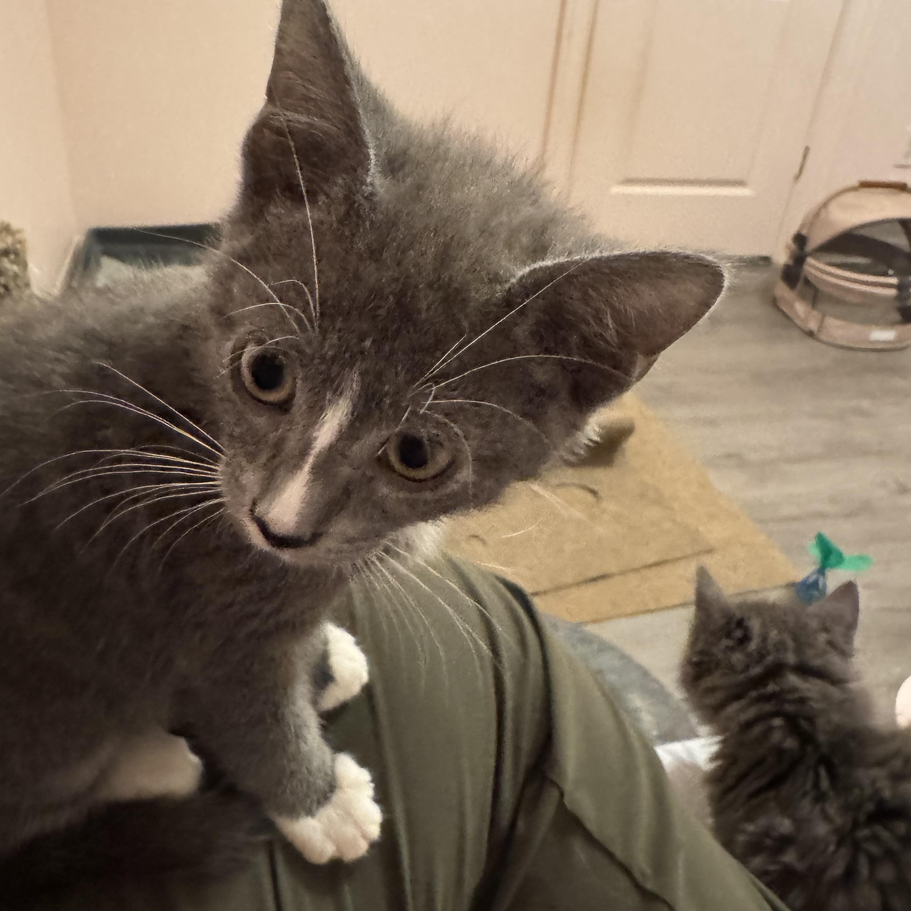 Thimble - Athens, GA, an adopted Domestic Short Hair in Athens, GA image 6/6
