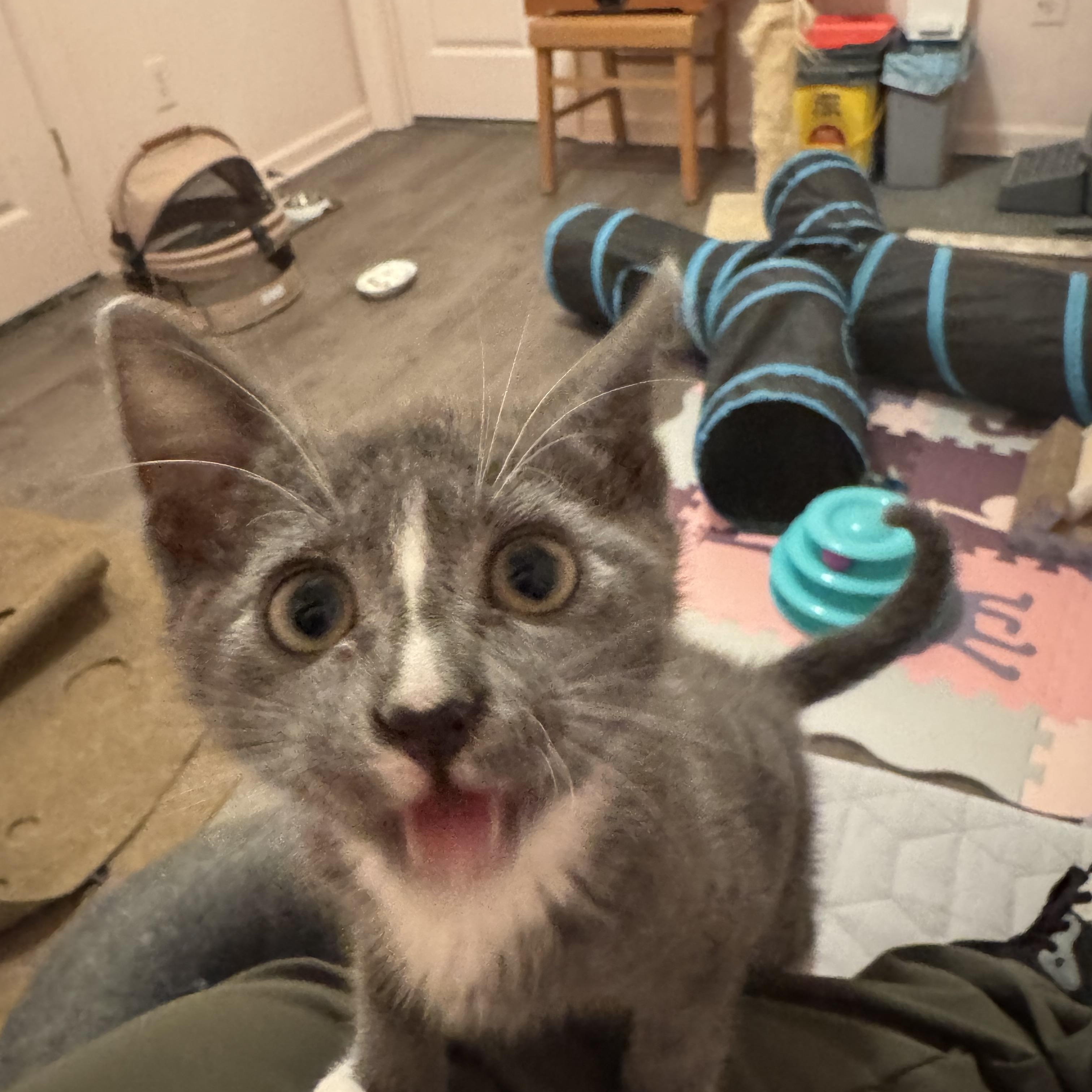 Thimble - Athens, GA, an adopted Domestic Short Hair in Athens, GA image 2/6