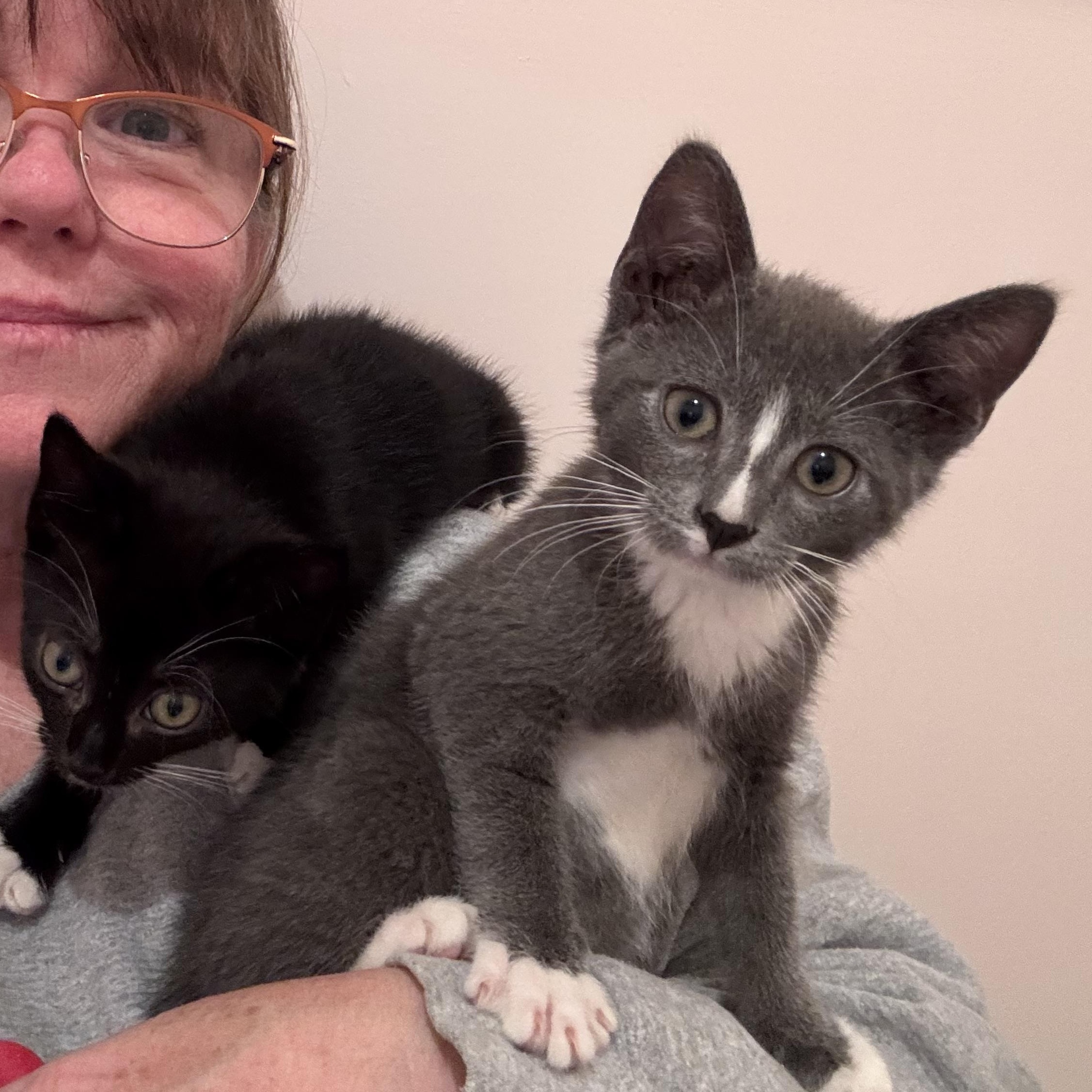 Thimble - Athens, GA, an adopted Domestic Short Hair in Athens, GA image 4/6