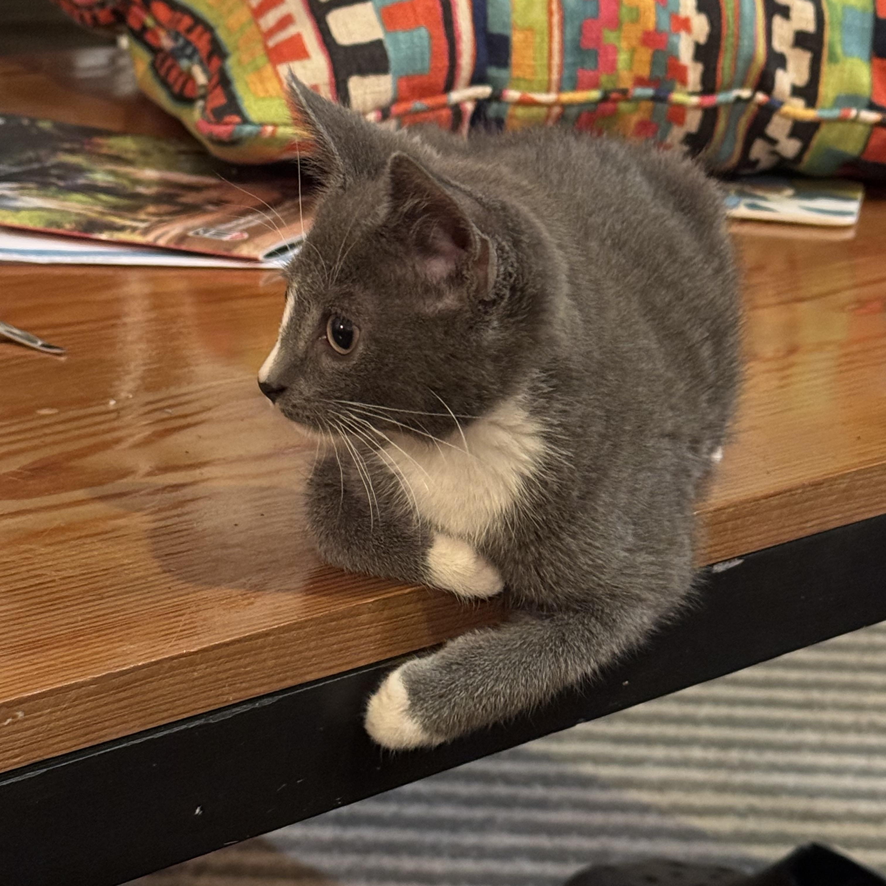 Thimble - Athens, GA, an adopted Domestic Short Hair in Athens, GA image 5/6