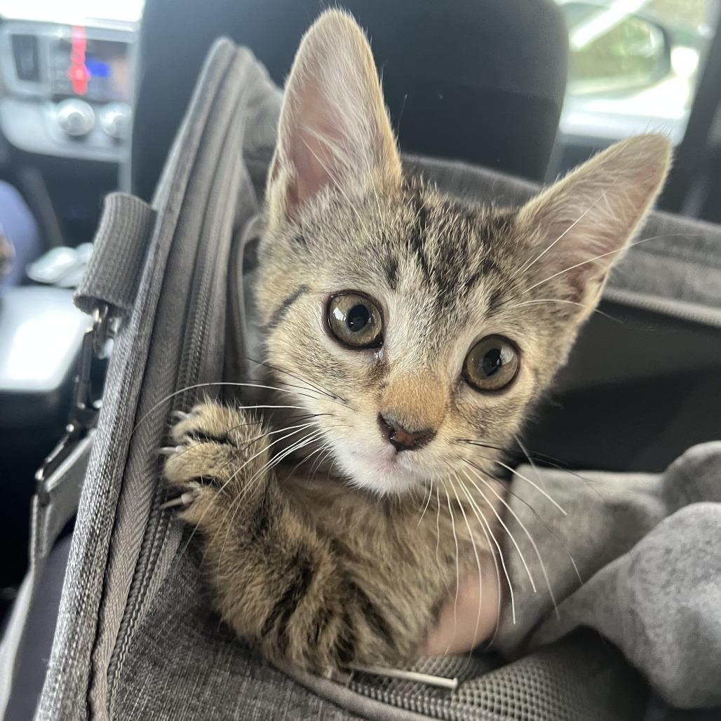 Sandy, a Adoptable Domestic Short Hair in Belleville, IL image 1/6
