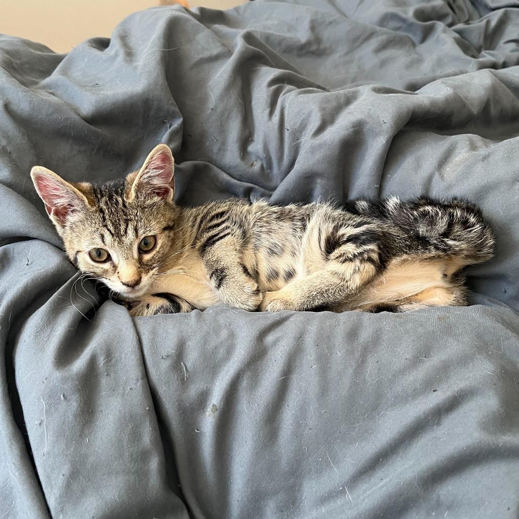 Sandy, a Adoptable Domestic Short Hair in Belleville, IL image 2/6