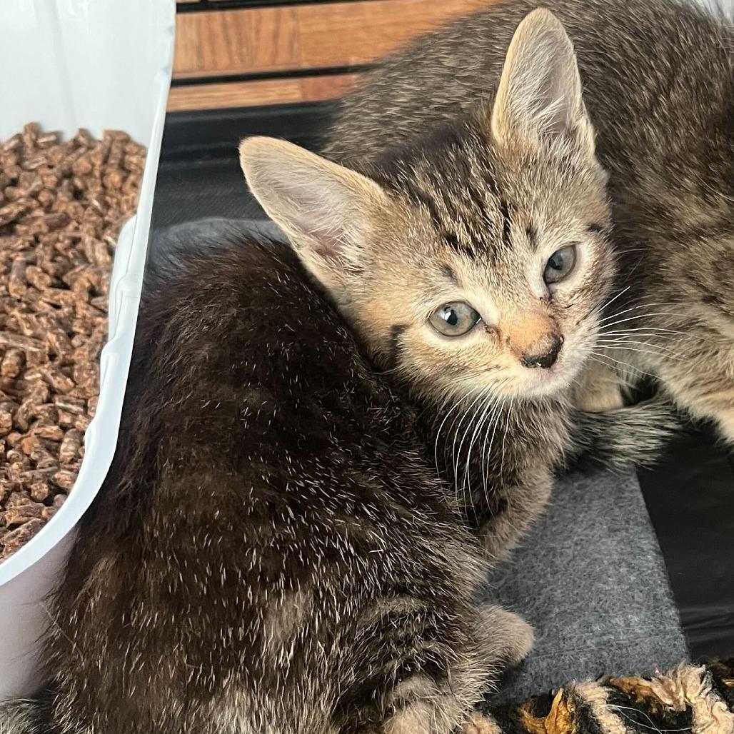 Sandy, a Adoptable Domestic Short Hair in Belleville, IL image 3/6