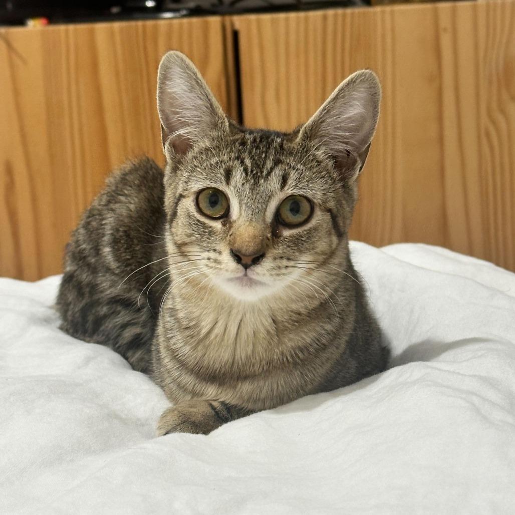 Sandy, a Adoptable Domestic Short Hair in Belleville, IL image 4/6