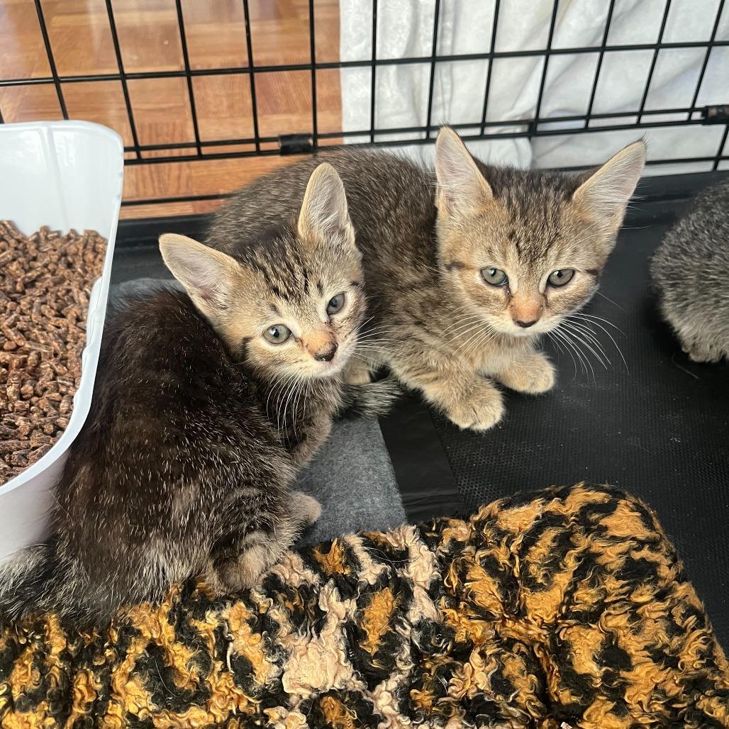 Sandy, a Adoptable Domestic Short Hair in Belleville, IL image 5/6