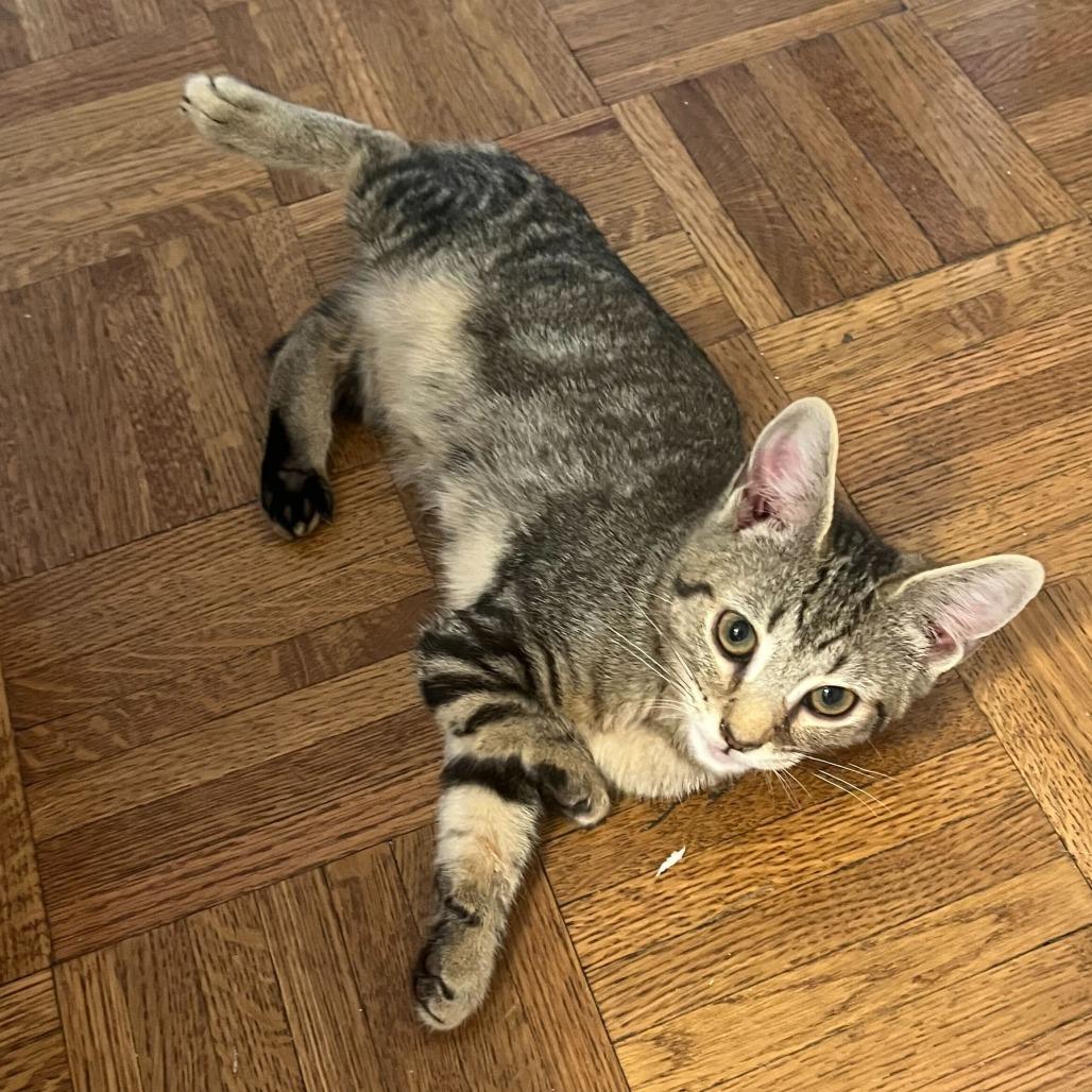 Sandy, a Adoptable Domestic Short Hair in Belleville, IL image 6/6