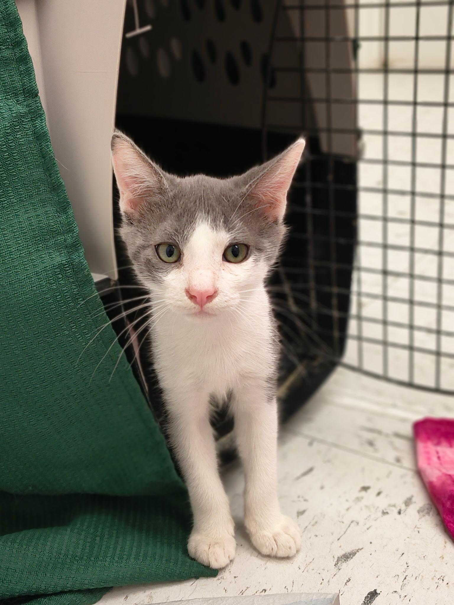 Weaver, Adoptable, Kitten Male Domestic Short Hair.