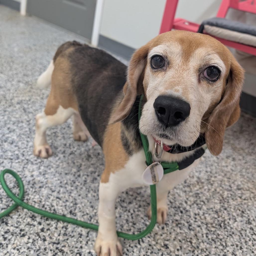 Helen, Adoptable, Senior Female Beagle.