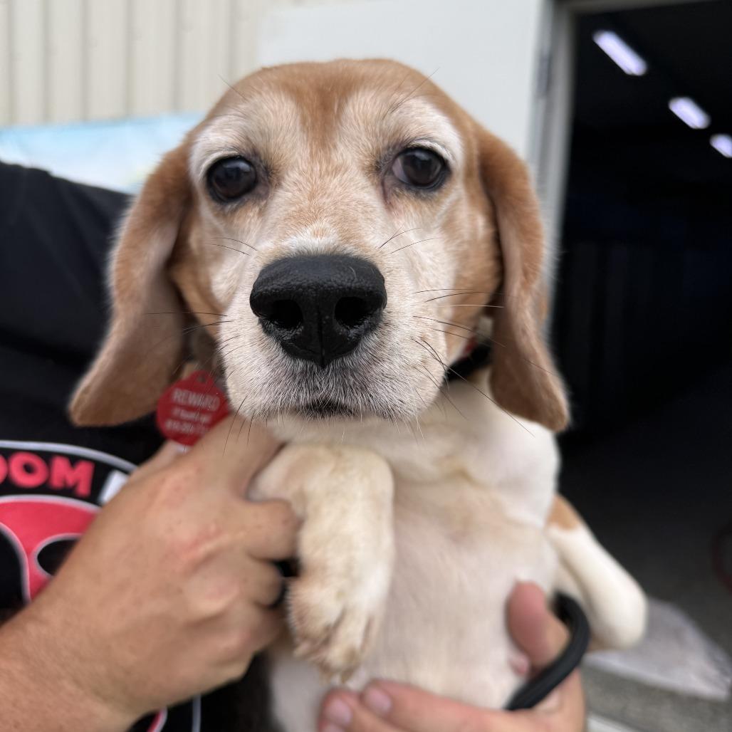 Helen, a Adoptable Beagle in Nowata, OK image 2/3