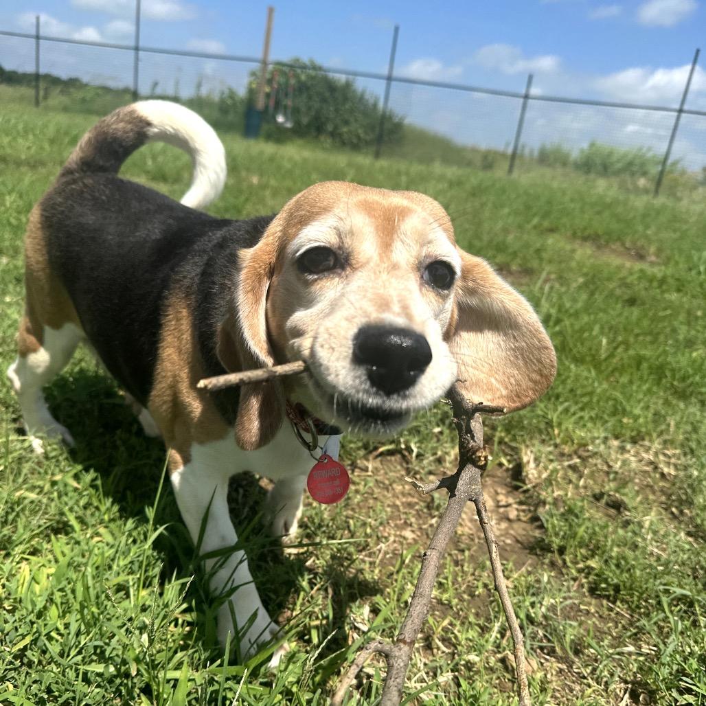 Helen, a Adoptable Beagle in Nowata, OK image 3/3