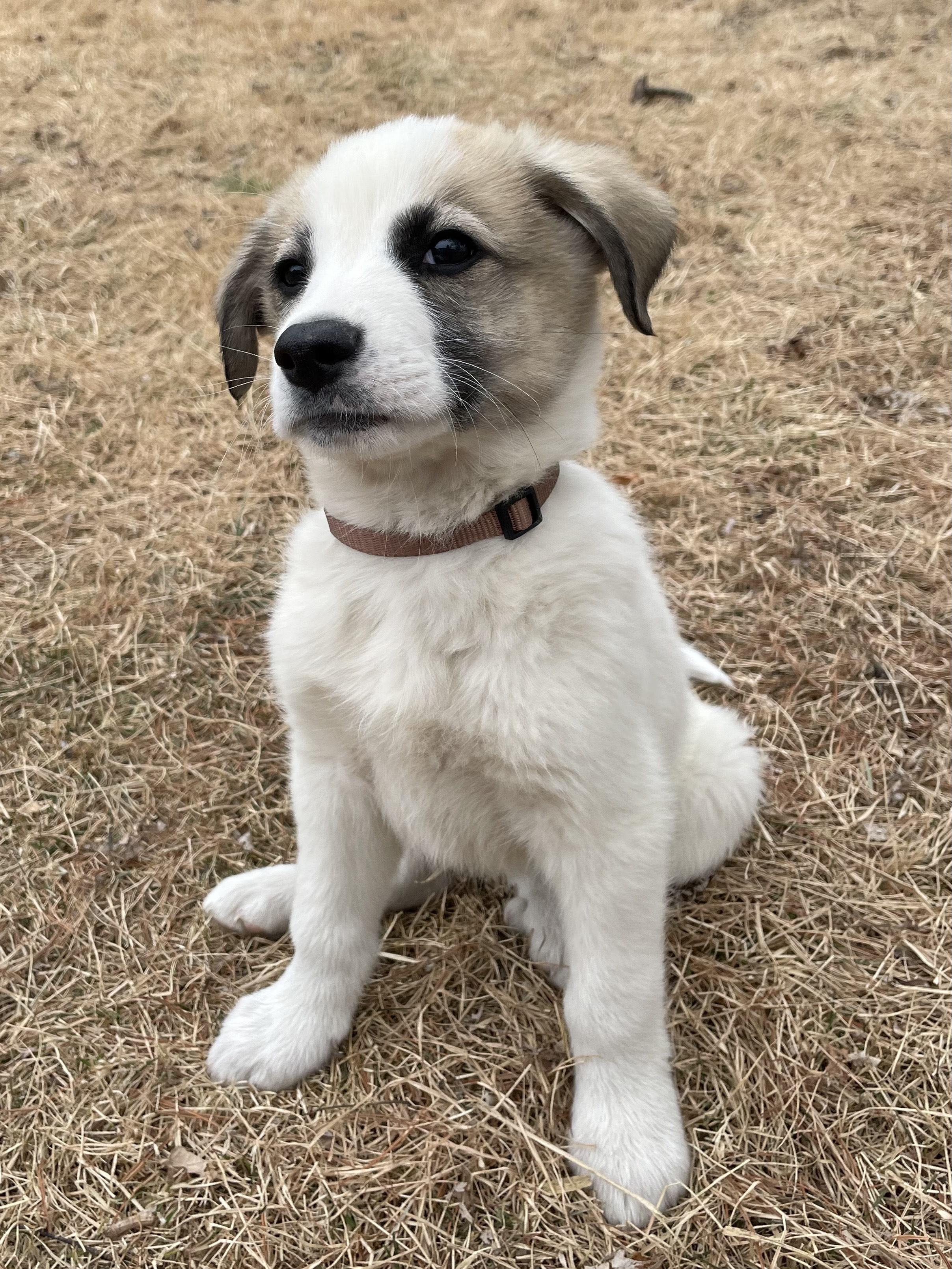 Enlarge Monty, an adopted mixed breed in Columbia, MD image 4/4