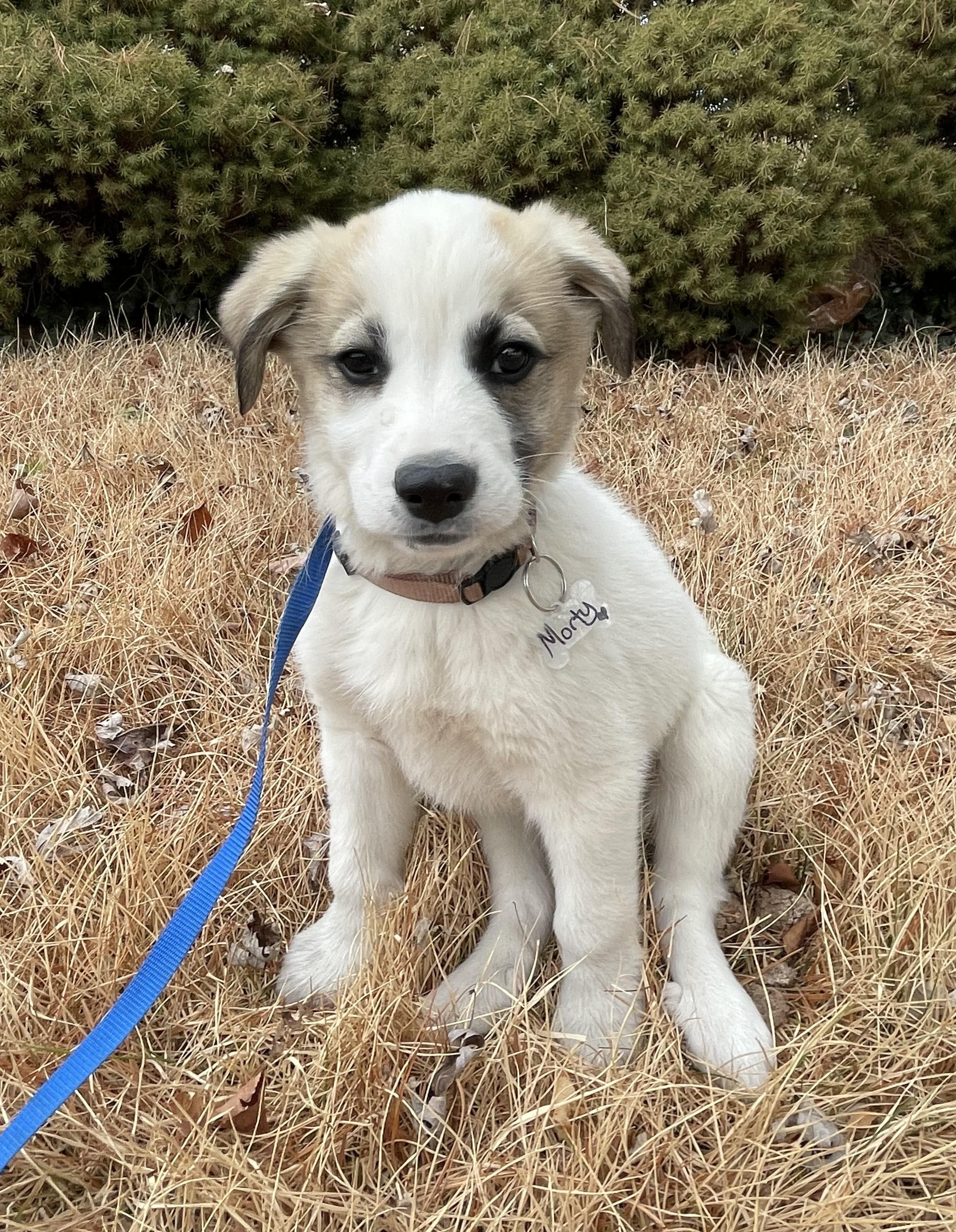 Enlarge Monty, an adopted mixed breed in Columbia, MD image 2/4