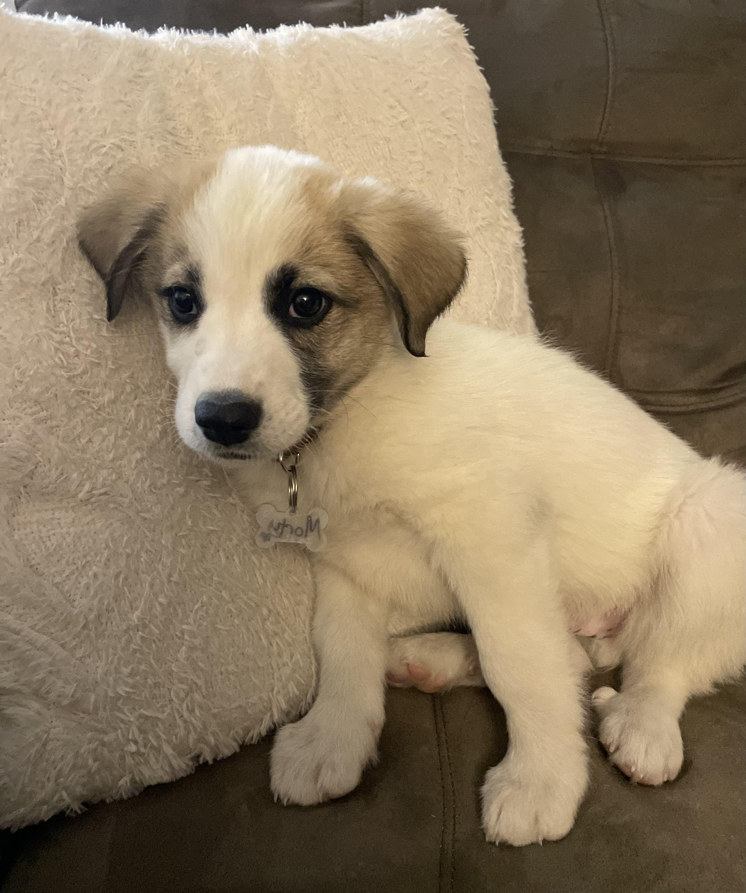 Enlarge Monty, an adopted mixed breed in Columbia, MD image 3/4