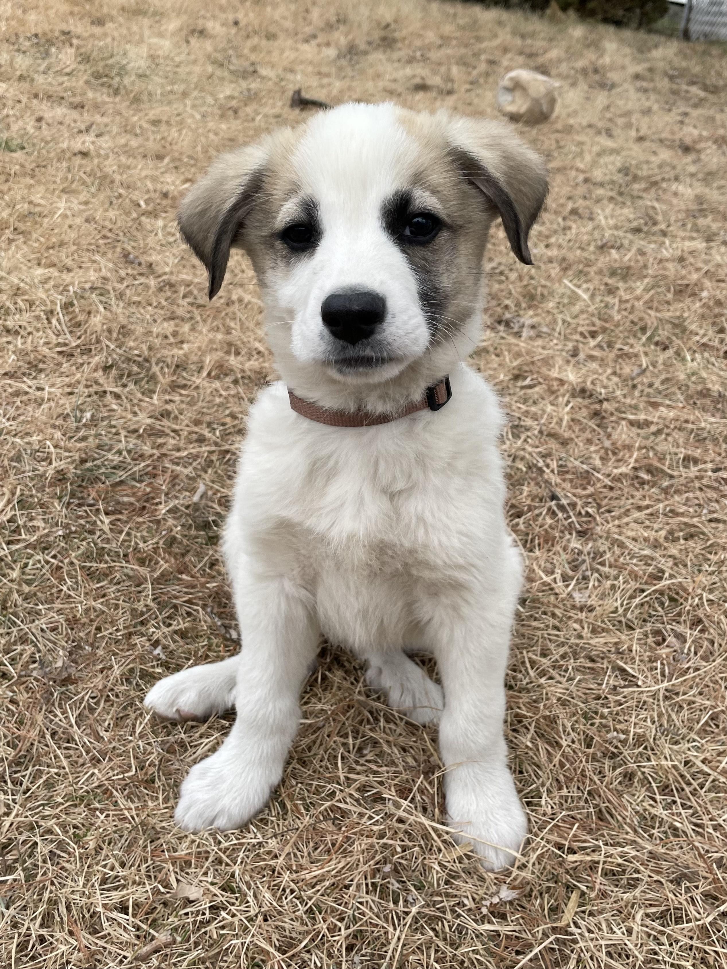 Monty, adopted, Puppy Male Great Pyrenees & Australian Shepherd.