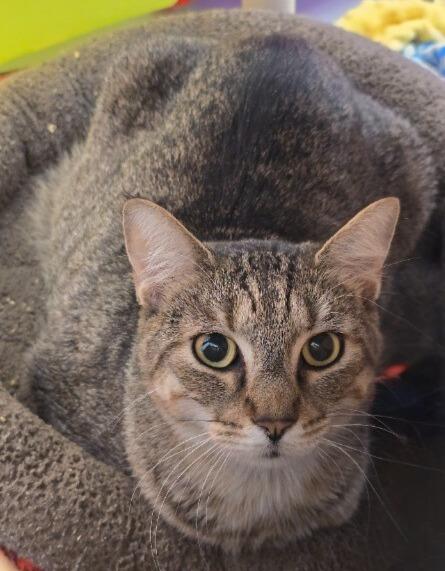 Eleven, Adoptable, Adult Female Domestic Short Hair.