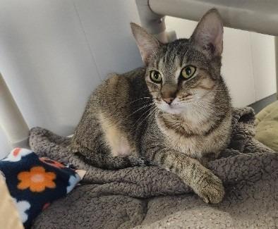 Enlarge Eleven, a Adoptable mixed breed in Barron, WI image 1/4