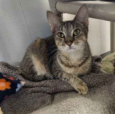 Enlarge Eleven, a Adoptable mixed breed in Barron, WI image 2/4