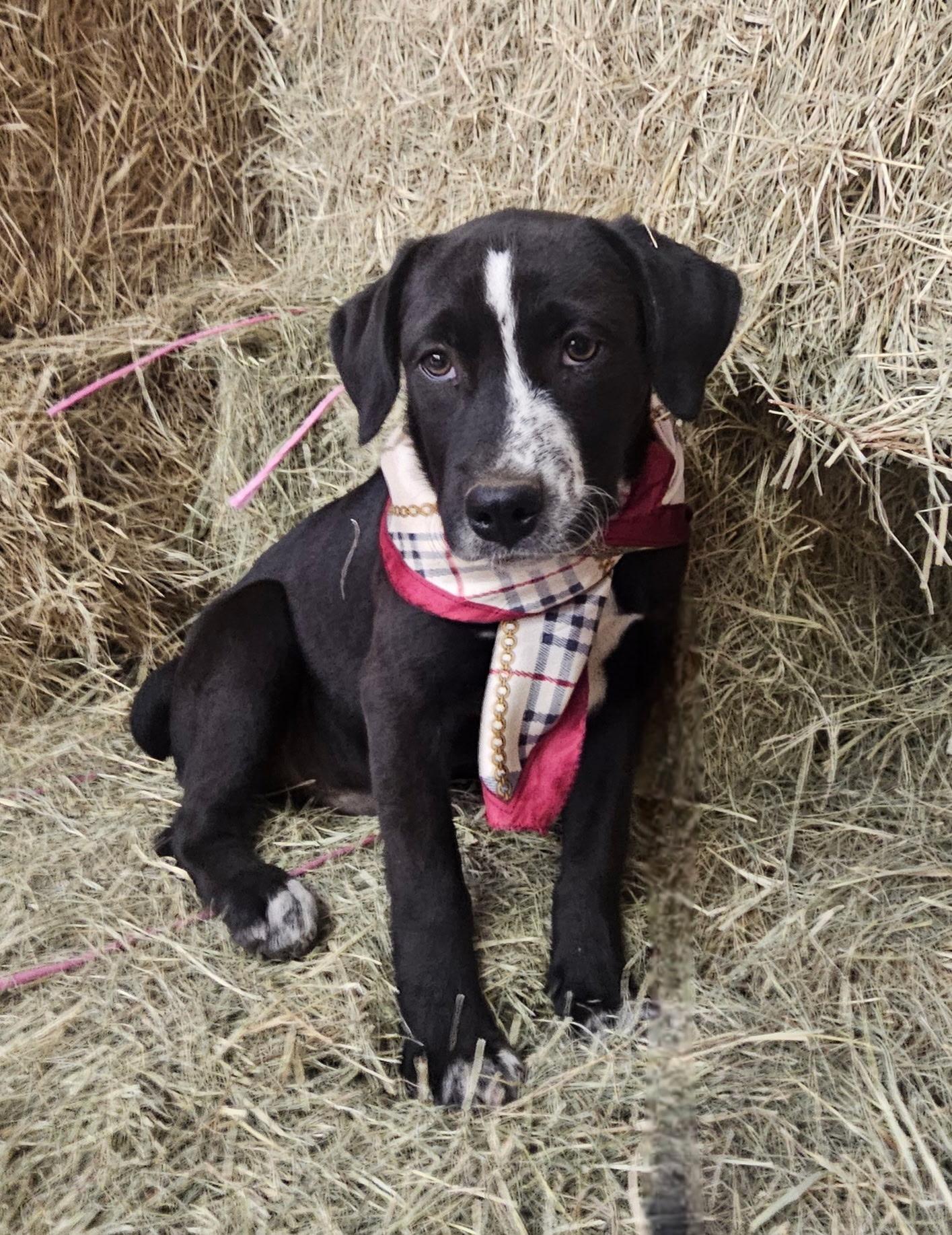 Eddie, a ADOPTABLE mixed breed in Warren, RI image 2/5