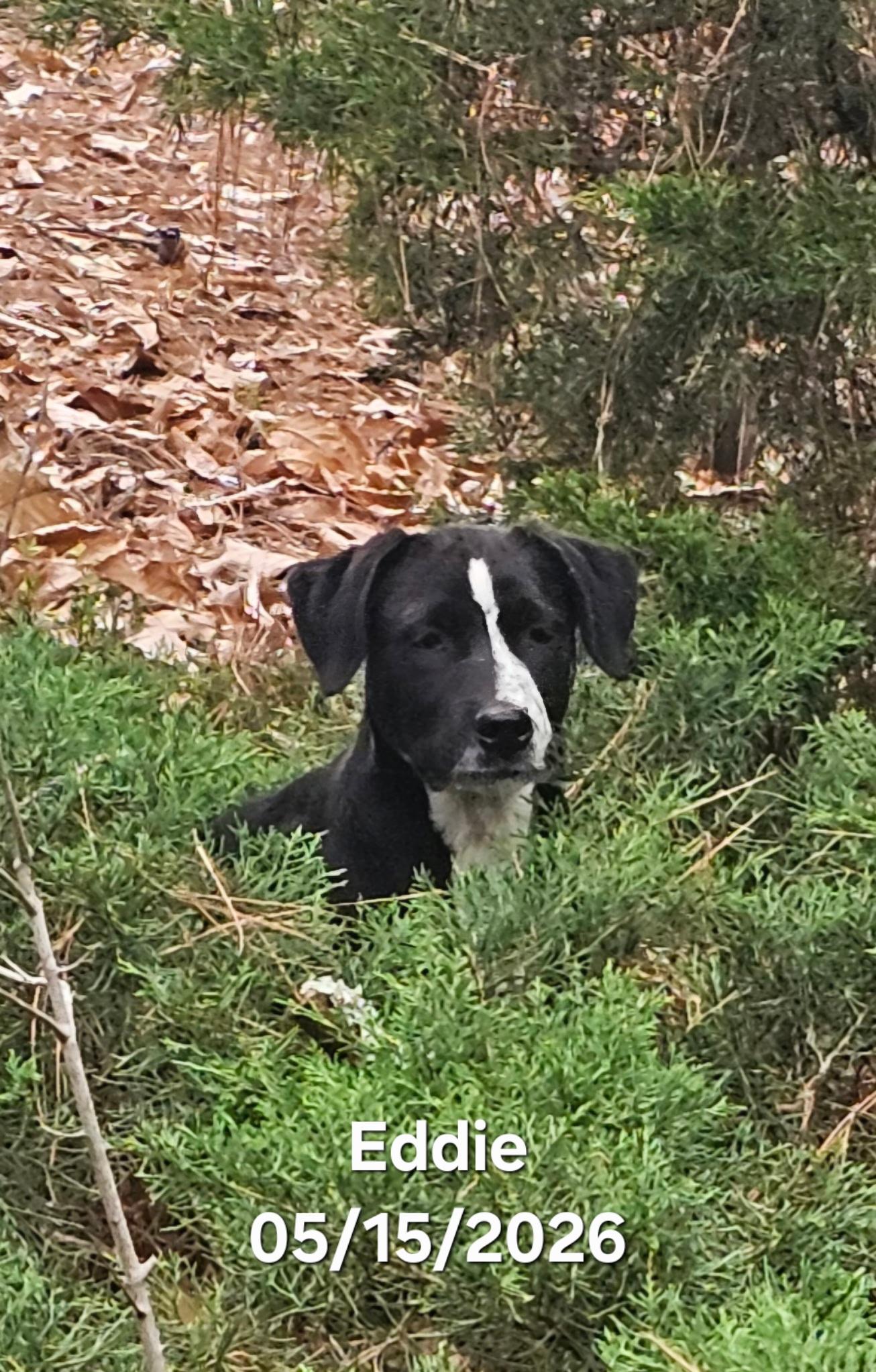 Eddie, a ADOPTABLE mixed breed in Warren, RI image 5/5
