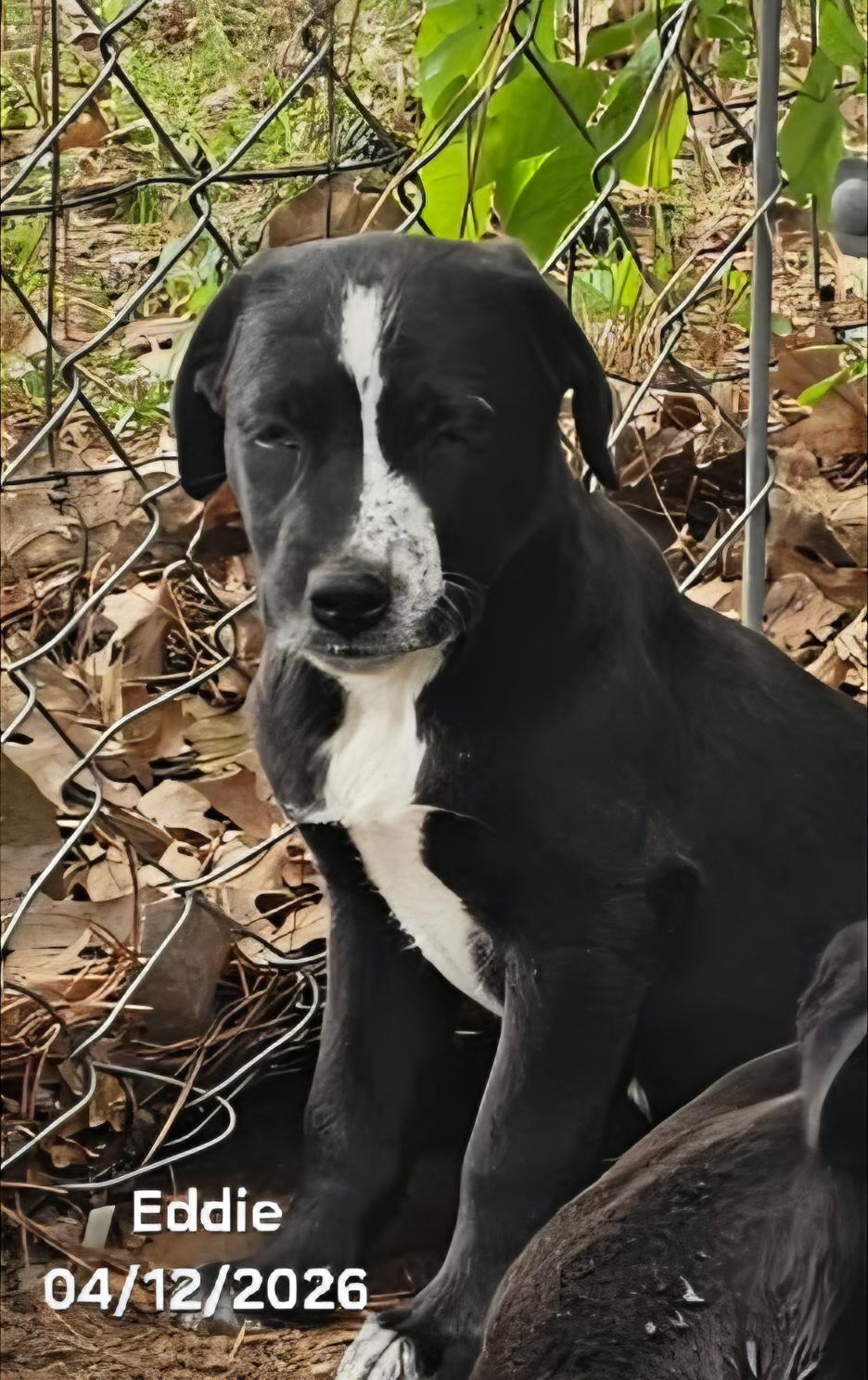 Eddie, a ADOPTABLE mixed breed in Warren, RI image 3/5