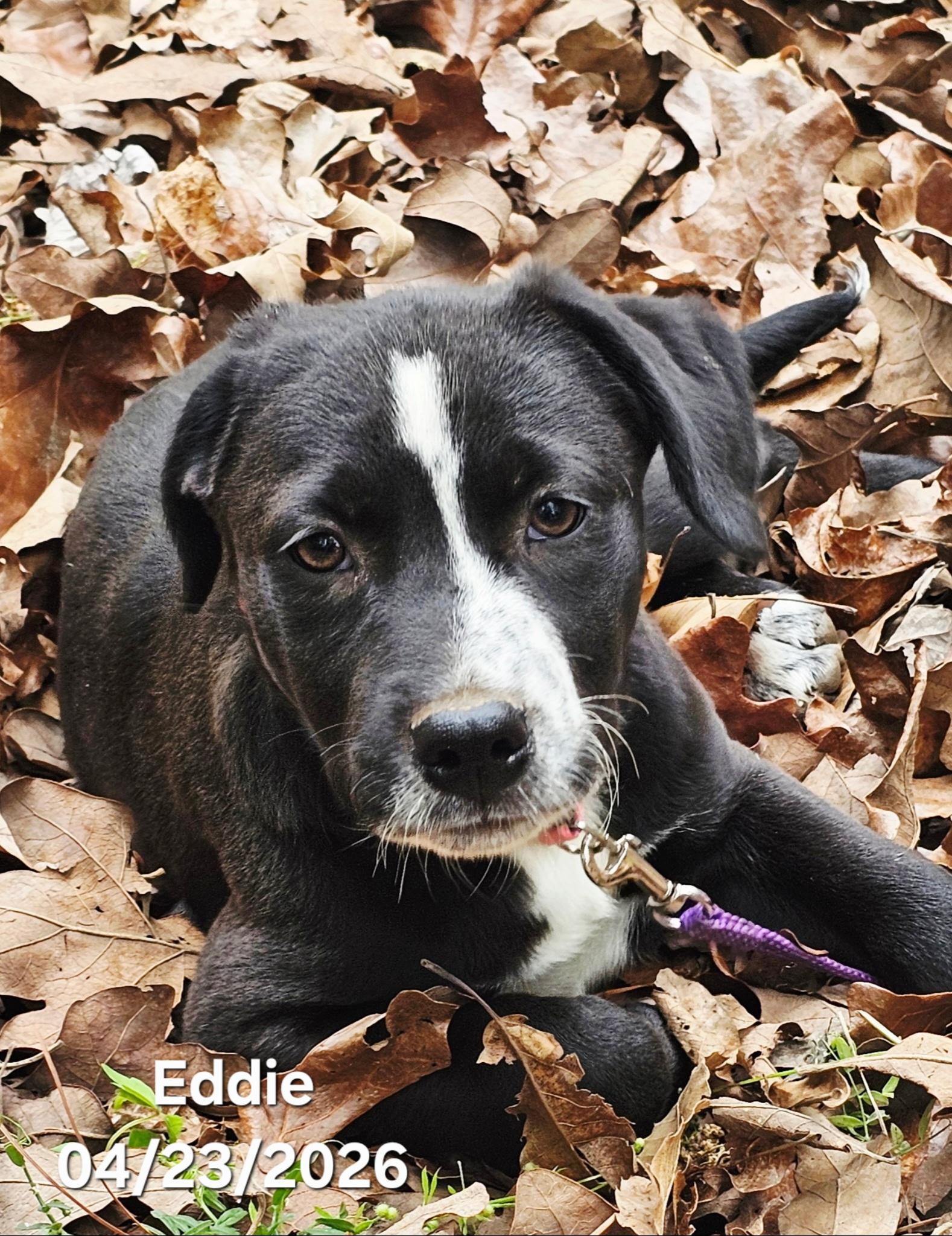 Eddie, a ADOPTABLE mixed breed in Warren, RI image 1/5