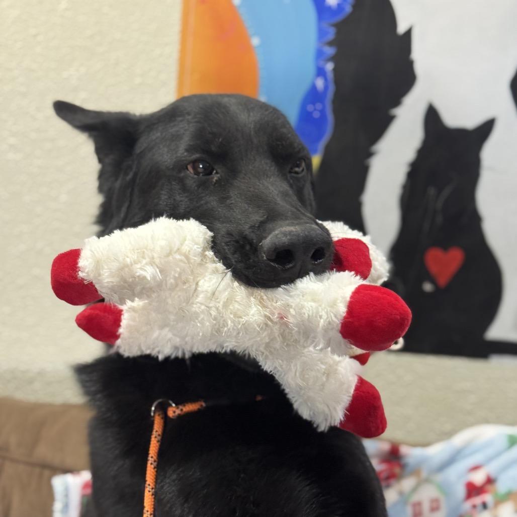 Levi, a Adoptable German Shepherd Dog in Stagecoach, NV image 1/6