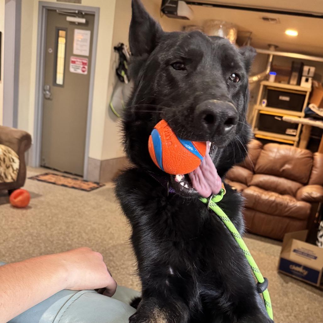 Levi, a Adoptable German Shepherd Dog in Stagecoach, NV image 2/6