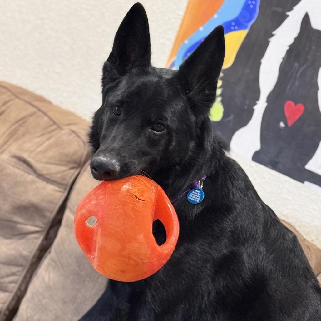 Levi, a Adoptable German Shepherd Dog in Stagecoach, NV image 3/6