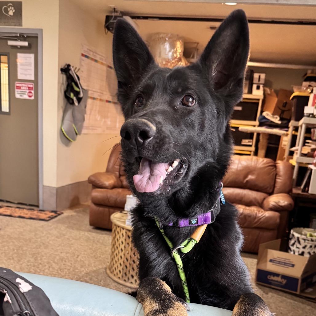 Levi, a Adoptable German Shepherd Dog in Stagecoach, NV image 4/6