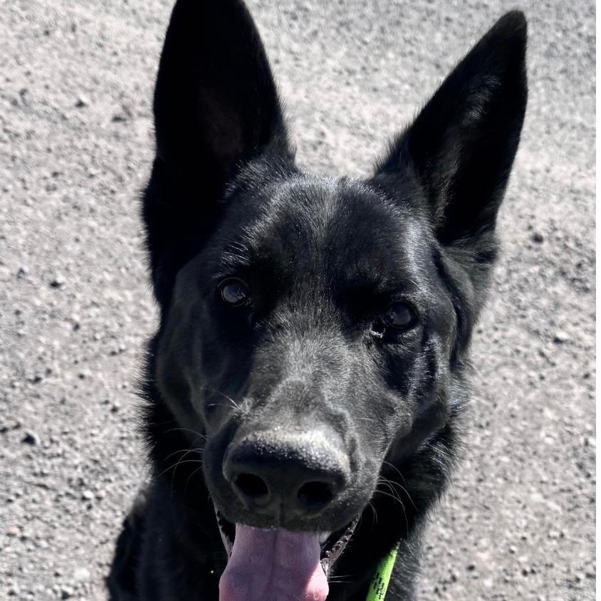 Levi, a Adoptable German Shepherd Dog in Stagecoach, NV image 6/6