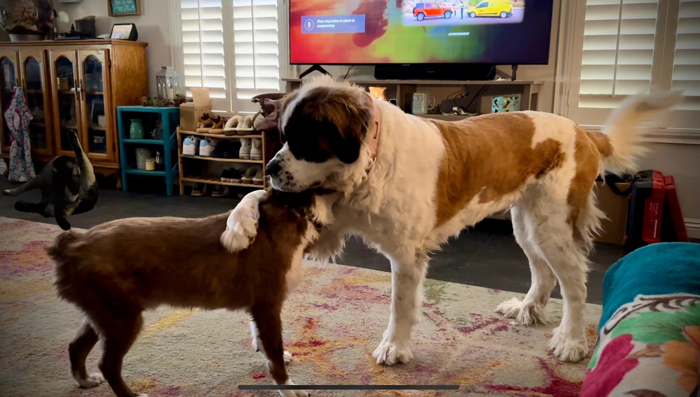 Bailey, an adoptable Saint Bernard in Las Vegas, NV, 89104 | Photo Image 2