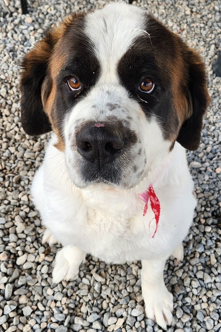 Bailey, an adoptable Saint Bernard in Las Vegas, NV, 89104 | Photo Image 1