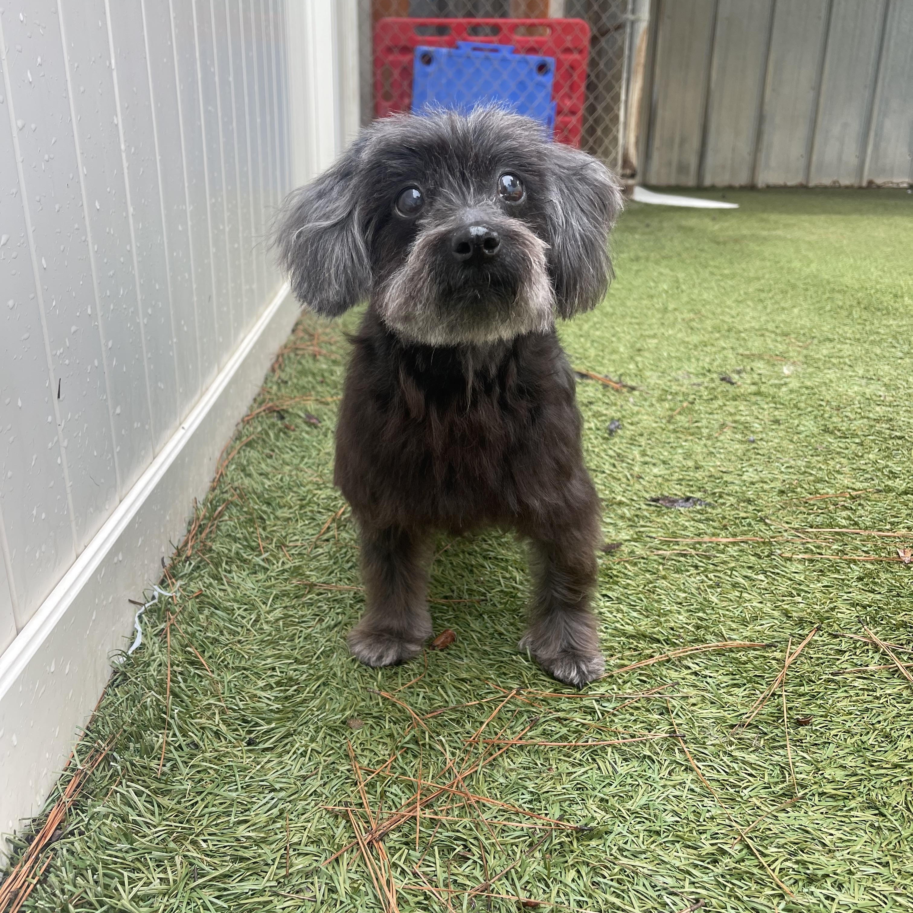 Aloha, Adopted, Senior Female Shih Tzu.
