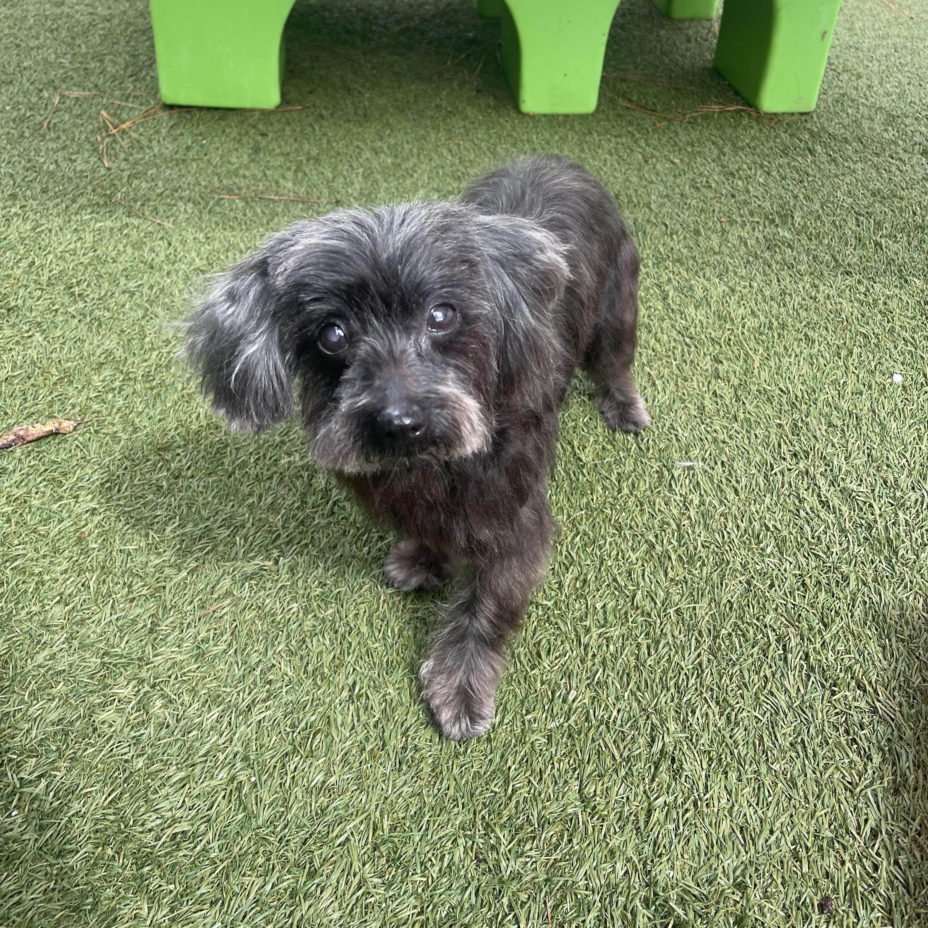 Enlarge Aloha, a Adopted mixed breed in Baton Rouge, LA image 5/6