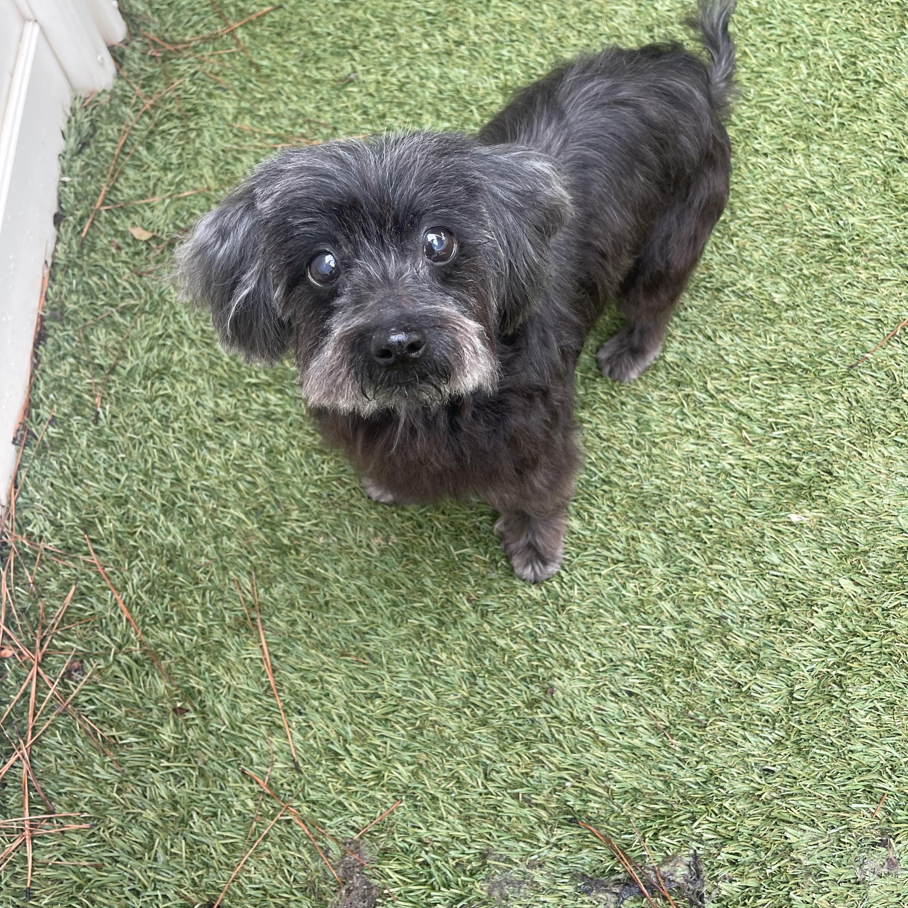 Enlarge Aloha, a Adopted mixed breed in Baton Rouge, LA image 4/6