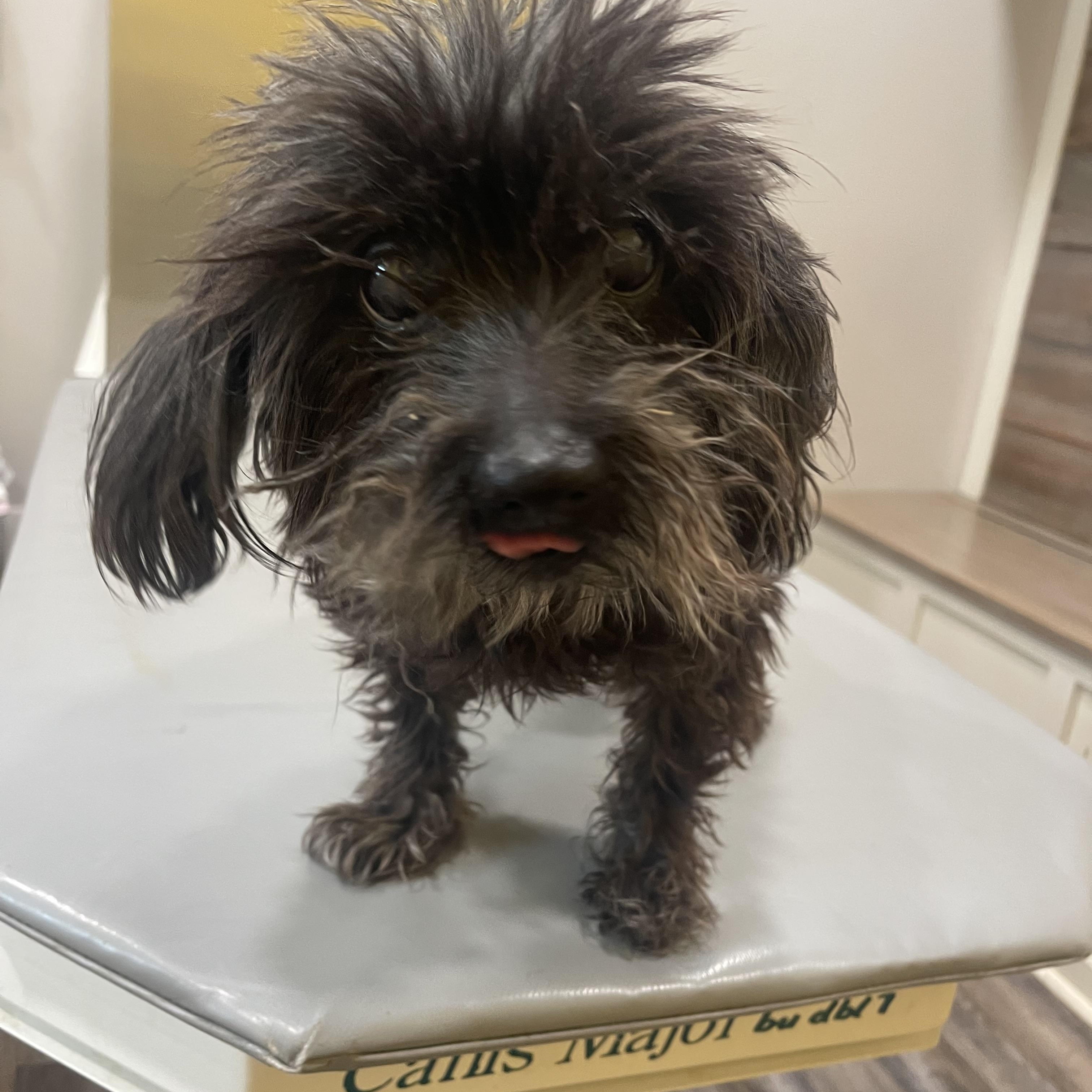 Enlarge Aloha, a Adopted mixed breed in Baton Rouge, LA image 6/6