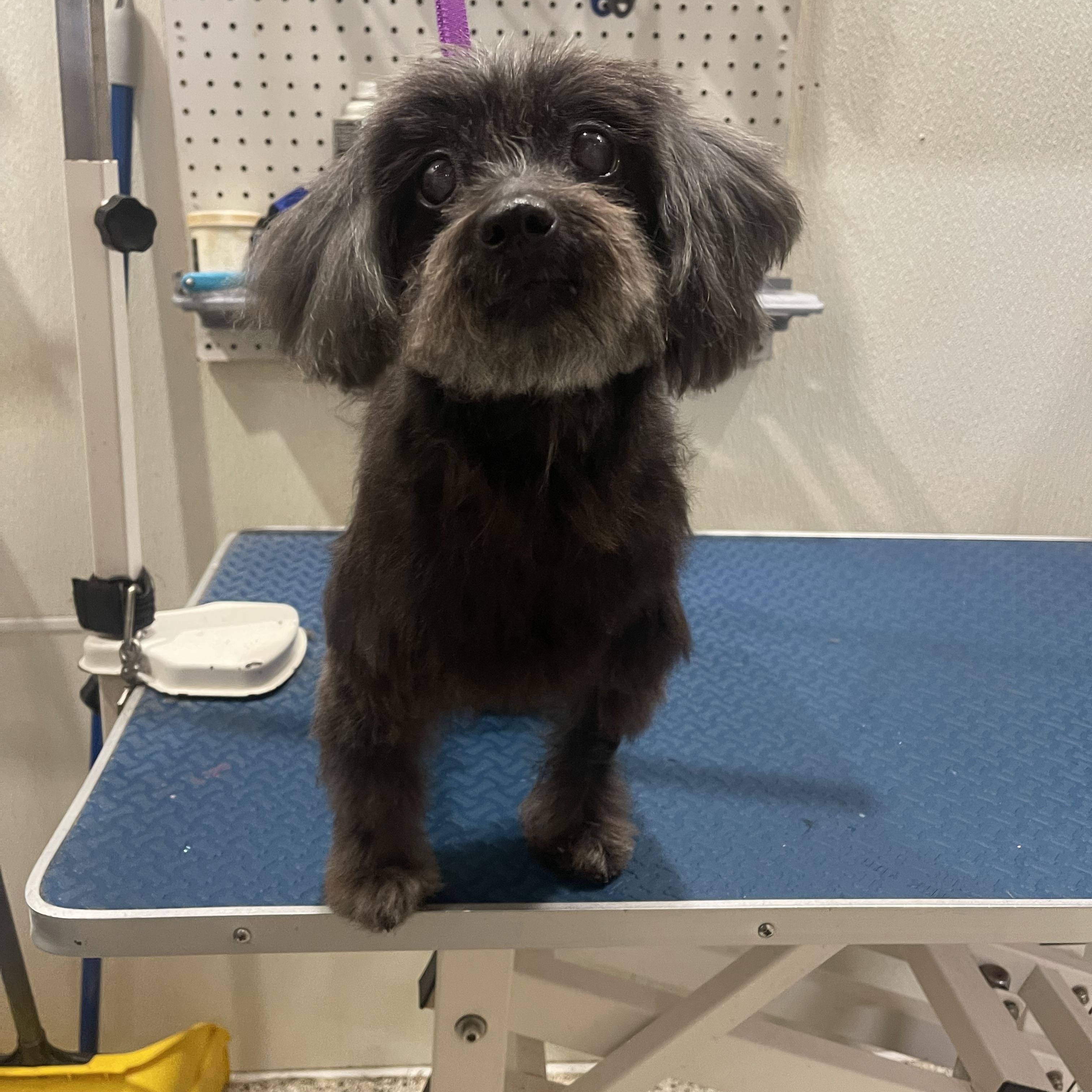 Enlarge Aloha, a Adopted mixed breed in Baton Rouge, LA image 2/6