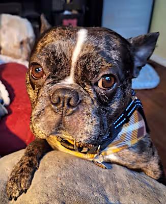 Bob, Adopted, Young Male French Bulldog.