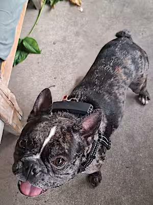Enlarge Bob, a Adopted French Bulldog in Covina, CA image 3/4