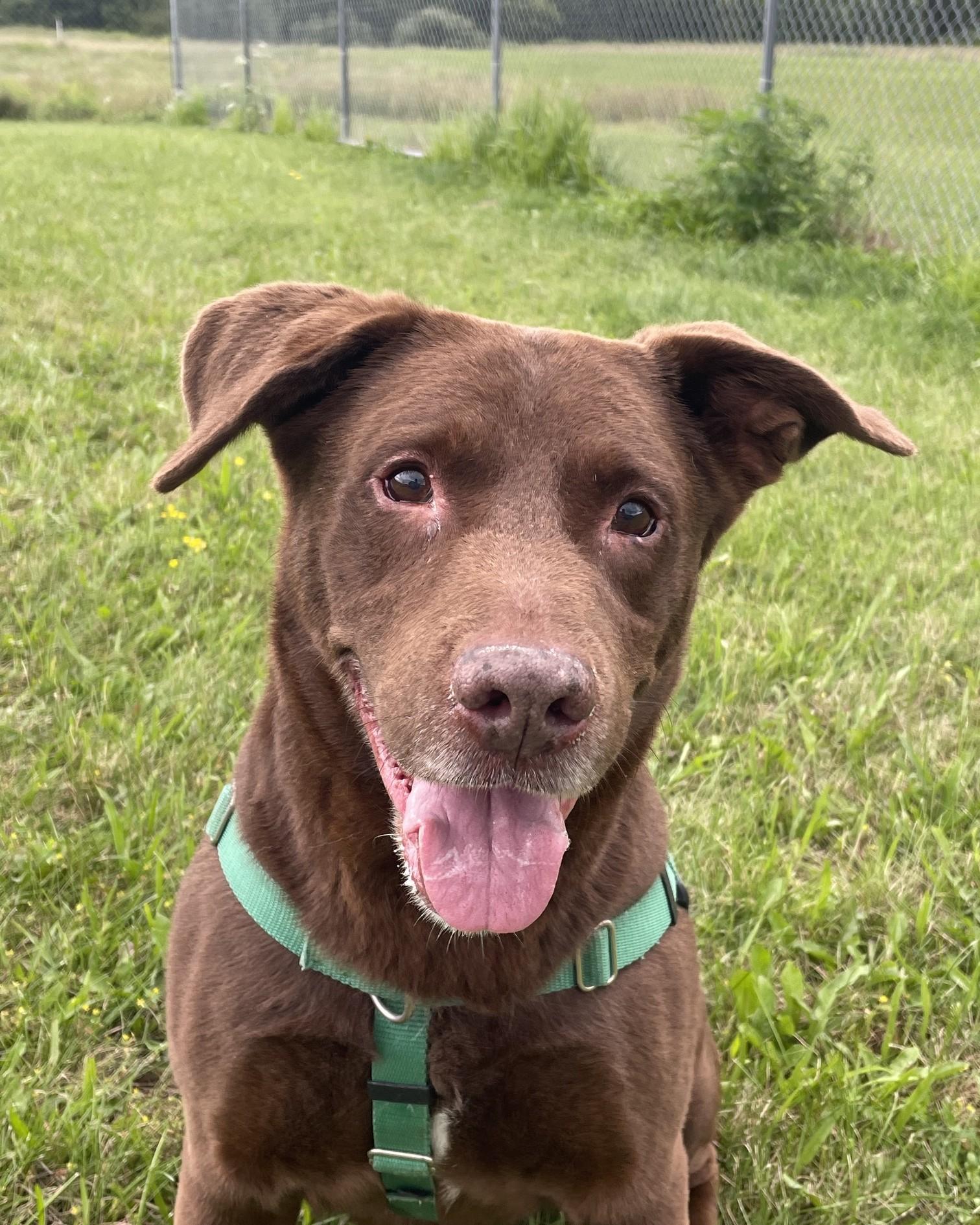 Enlarge Clay, an adoptable mixed breed in Seneca, PA image 1/3