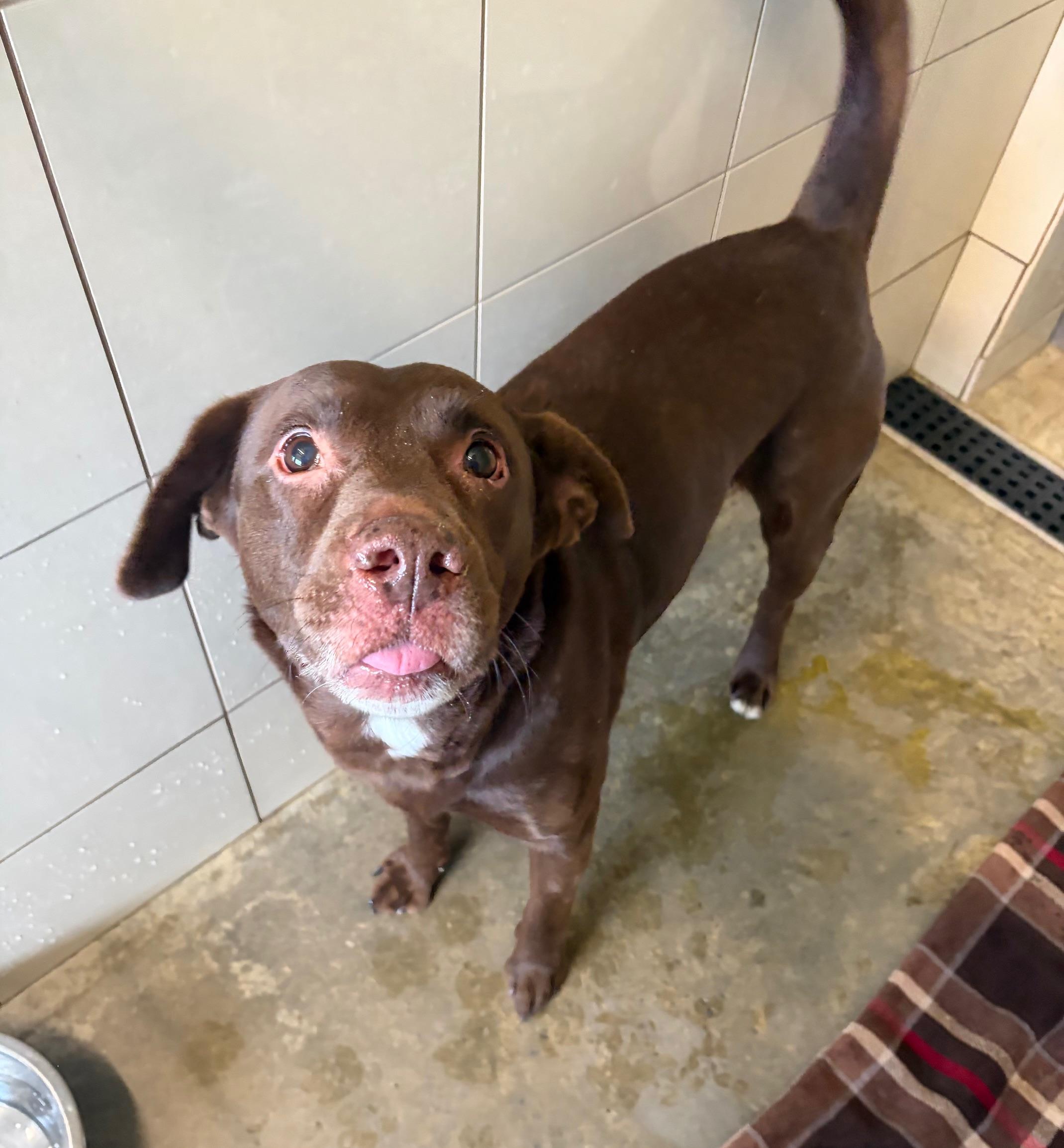 Enlarge Clay, an adoptable mixed breed in Seneca, PA image 2/3