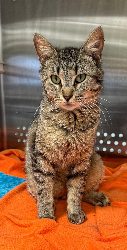 Enlarge Nuggie, a Adoptable mixed breed in Columbia, TN image 1/1