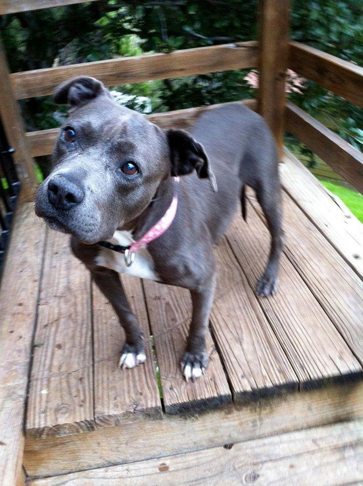 Enlarge Princess, a Adopted Staffordshire Bull Terrier in San Francisco, CA image 1/4