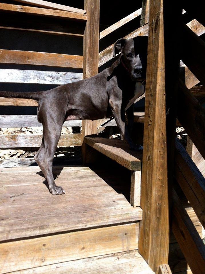 Enlarge Princess, a Adopted Staffordshire Bull Terrier in San Francisco, CA image 2/4