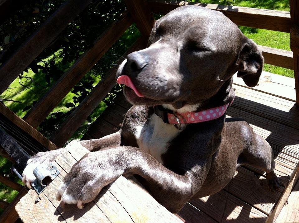 Enlarge Princess, a Adopted Staffordshire Bull Terrier in San Francisco, CA image 4/4