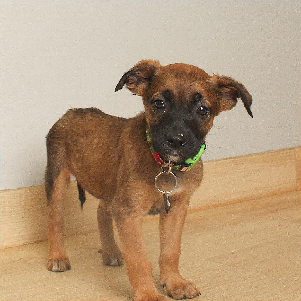 Shiloh D66874, a Adoptable mixed breed in Minnetonka, MN image 1/6