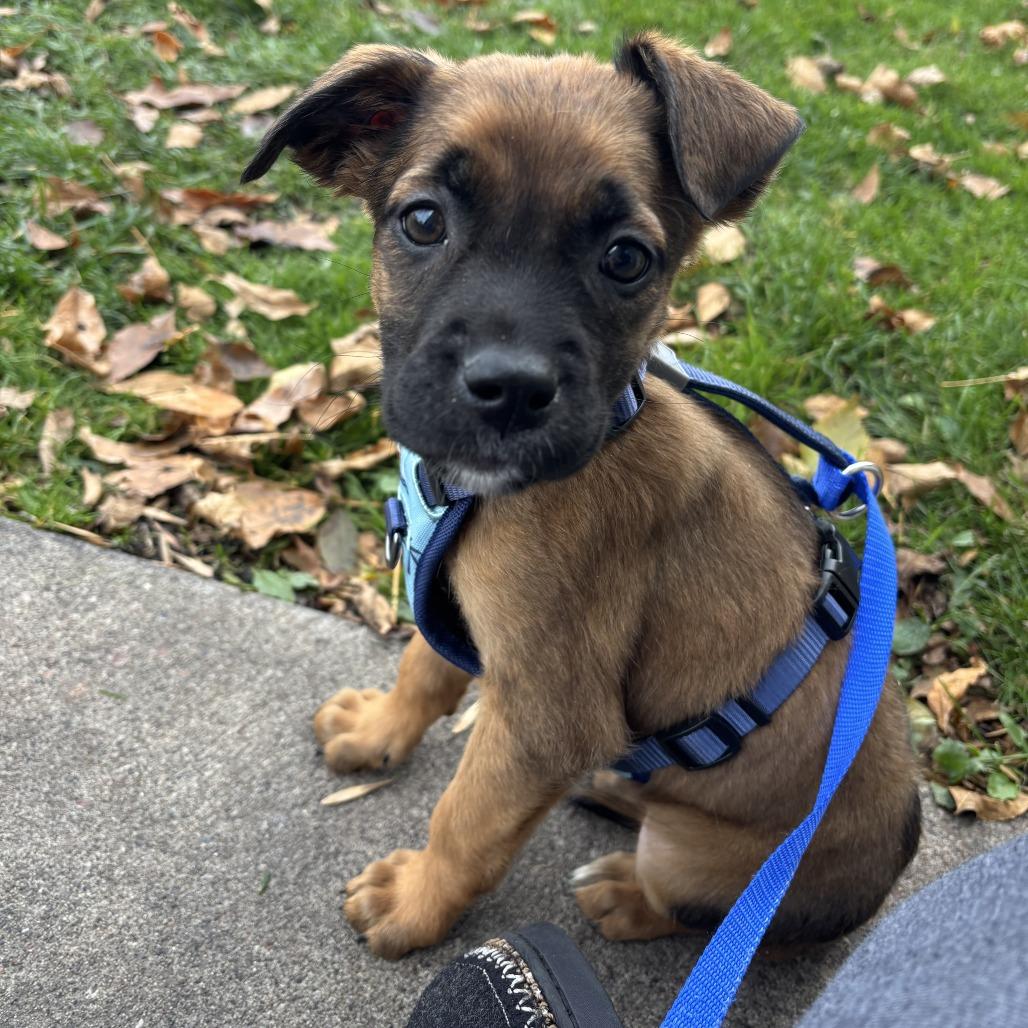 Shiloh D66874, a Adoptable mixed breed in Minnetonka, MN image 2/6