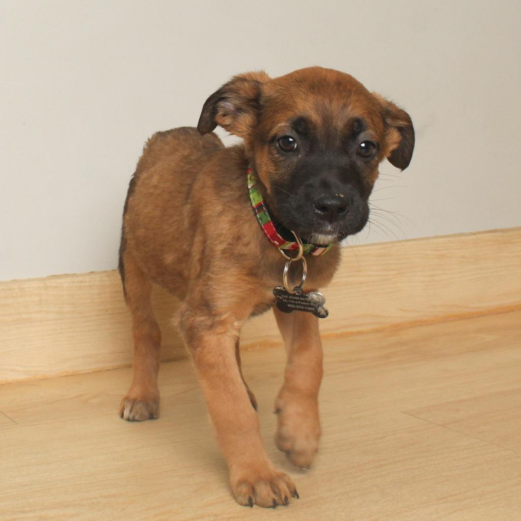 Shiloh D66874, a Adoptable mixed breed in Minnetonka, MN image 3/6